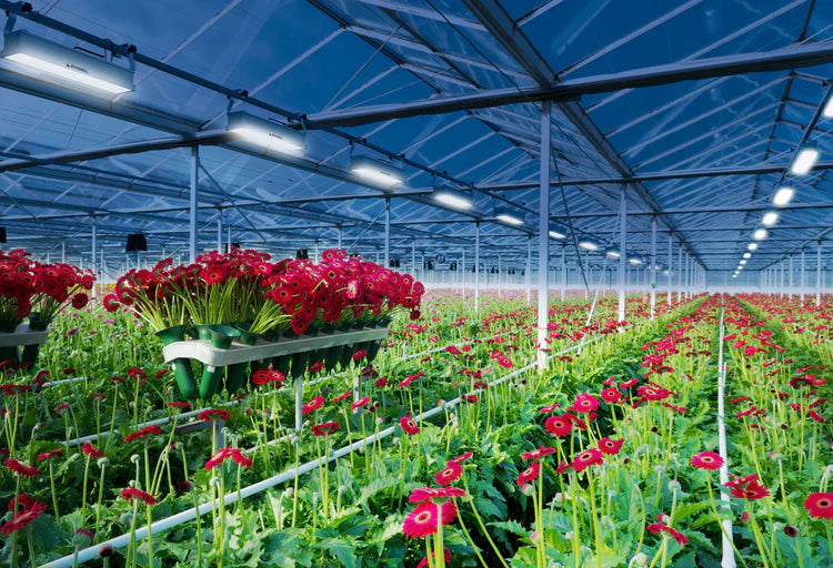 Optimus LED-Pflanzenleuchte 200W Infrarot, Far-Red und UV in Grow LED