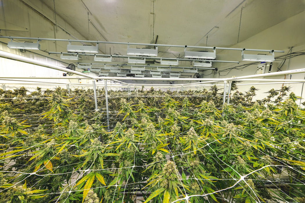 Optimus LED-Pflanzenleuchte 200W Infrarot, Far-Red und UV in Grow LED