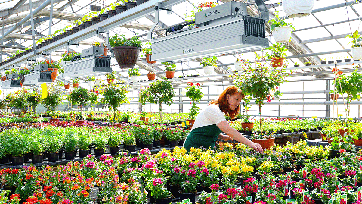 Optimus LED-Pflanzenleuchte 200W Infrarot, Far-Red und UV in Grow LED